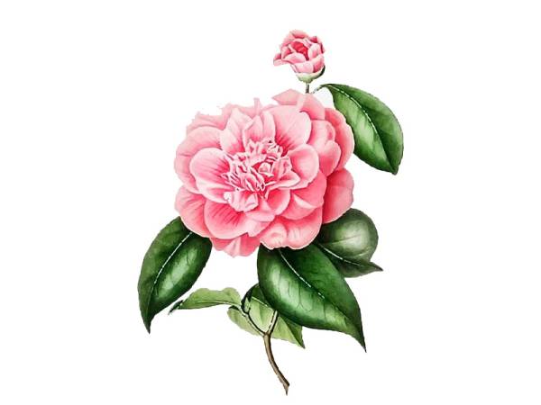 I will make customized marvelous floral tattoo design